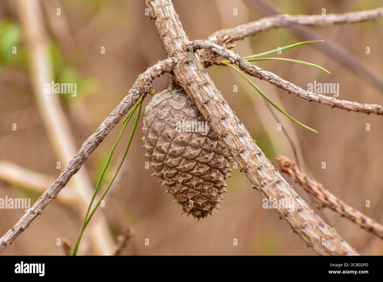 Primo piano di un cono di pino su ramo asciutto, cono di pino maturo Foto Stock