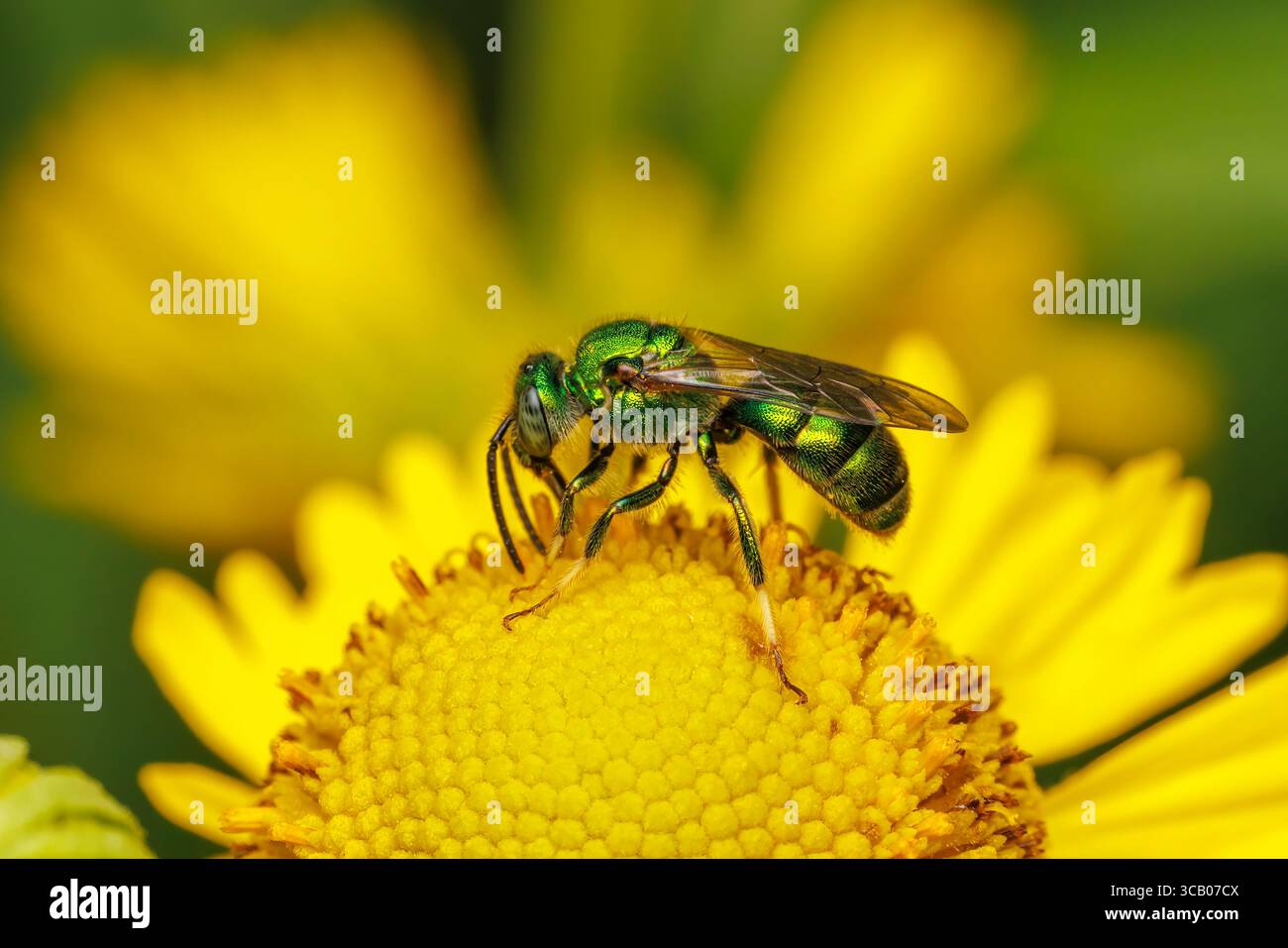 Sudore nordorientale (Augochloropsis viridula) Foto Stock