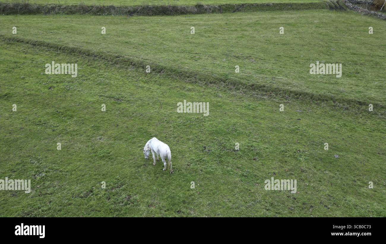 Vista aerea di un cavallo bianco solitario pascolano pacificamente in un campo di verde vibrante, Posof, Ardahan, Türkiye. Foto Stock