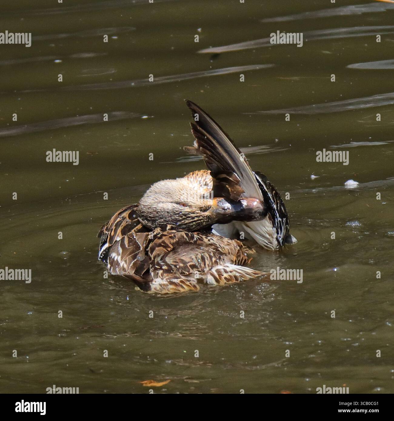 Questa immagine mostra una femmina di anatra Mallard, con il suo caratteristico piumaggio marrone a chiazze, che si mantiene vigorosamente in acque calme e verdastre. Ha la testa attorcigliata, ripulendo attivamente le piume delle ali, che vengono parzialmente sparse e sollevate dall'acqua. Piccole increspature la circondano mentre tende al suo piumaggio. Foto Stock