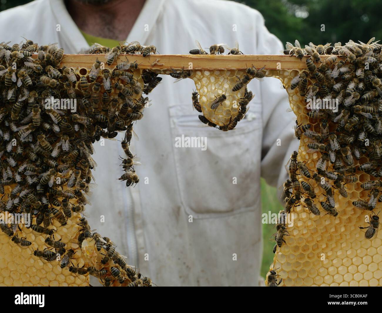 Le api formano una catena nel telaio del pettine per la movimentazione e la connessione della cera. Comportamento naturale nell'alveare. Copyspace Foto Stock