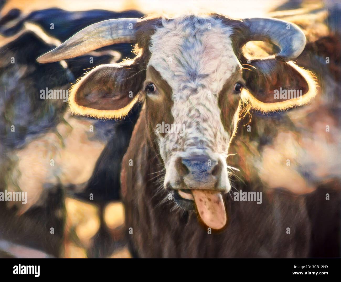 Foto artistiche digitali stilizzate, manzo bovino al lick in una fredda mattinata Foto Stock