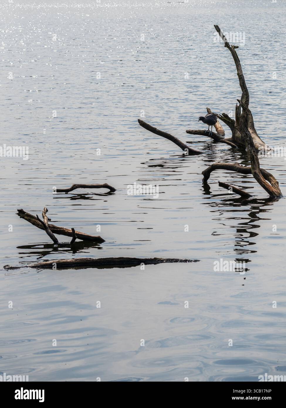 Piccola ciotola eurasiatica situata sui rami di un albero sommerso nel lago di Ellesmere nello Shropshire Foto Stock