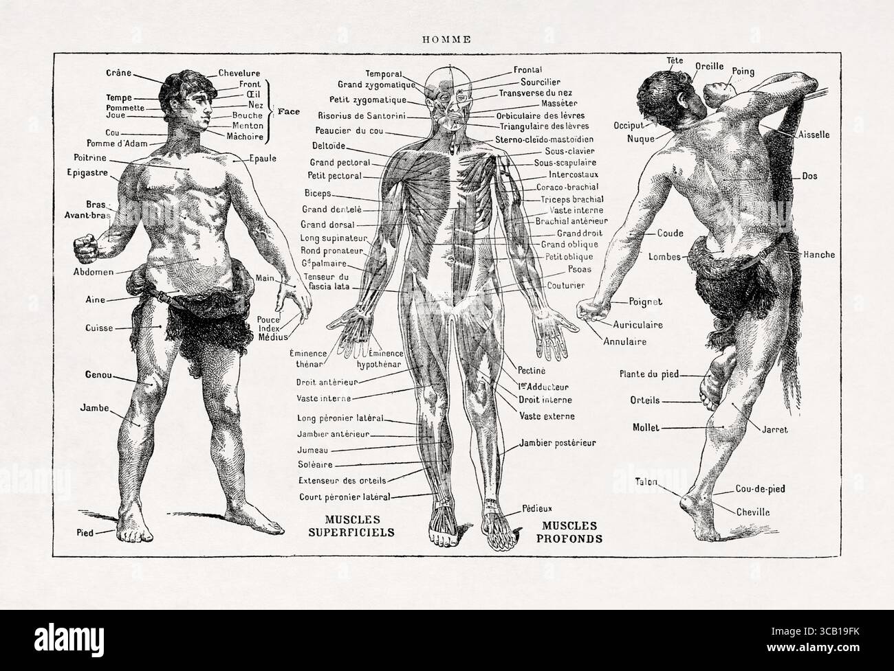 Illustrazione in bianco e nero sul corpo umano da un vecchio dizionario francese. Foto Stock