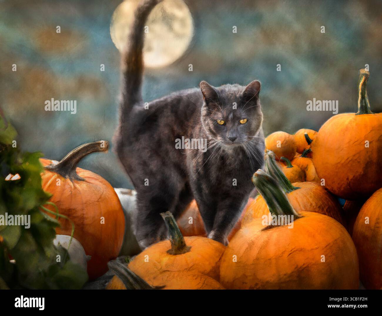 Foto d'arte digitale stilizzata, maschio adulto, gatto Gray Tuxedo in piedi su un muro di pietra con zucche Foto Stock