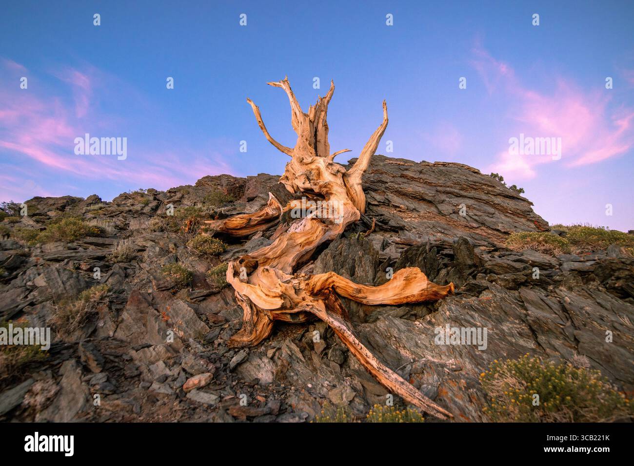 Un pino di Bristlecone morto da tempo al crepuscolo. Foto Stock