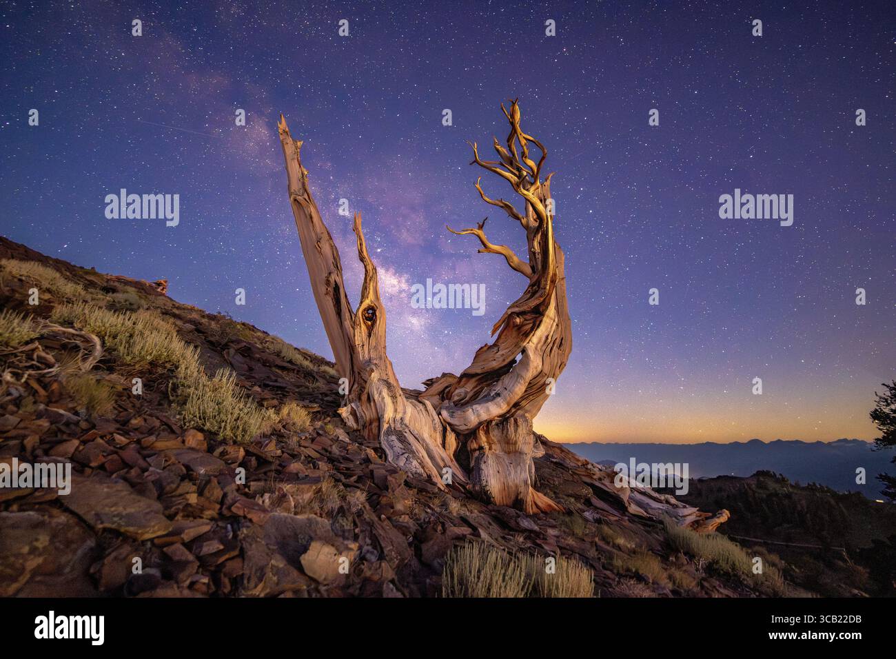 Un pino di setole morto durante il crepuscolo astronomico con la via Lattea visibile nel cielo meridionale. Foto Stock