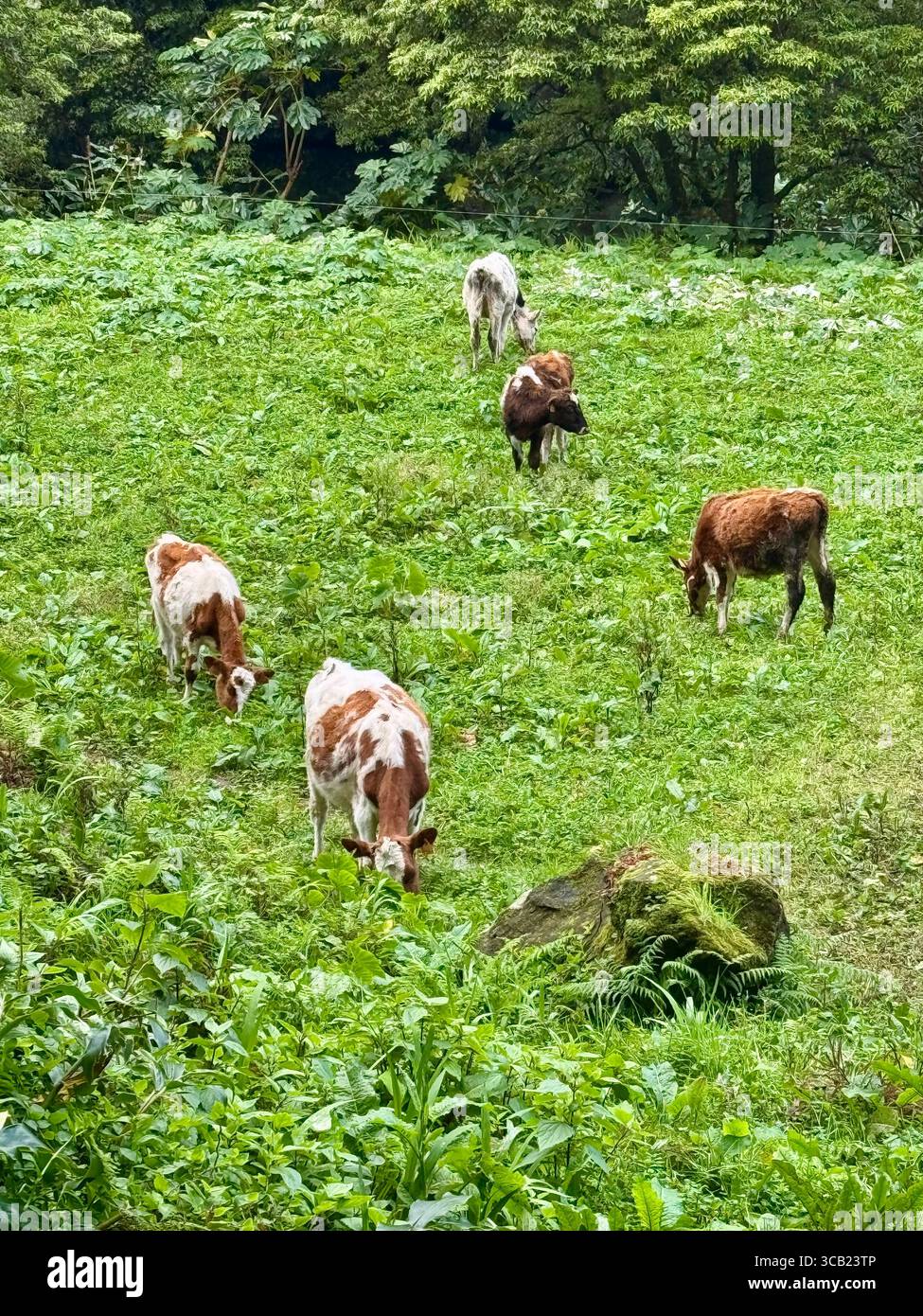 Mucche che pascolano nei prati verdi che si affacciano sull'Oceano Atlantico nelle Azzorre, Portogallo. Foto Stock