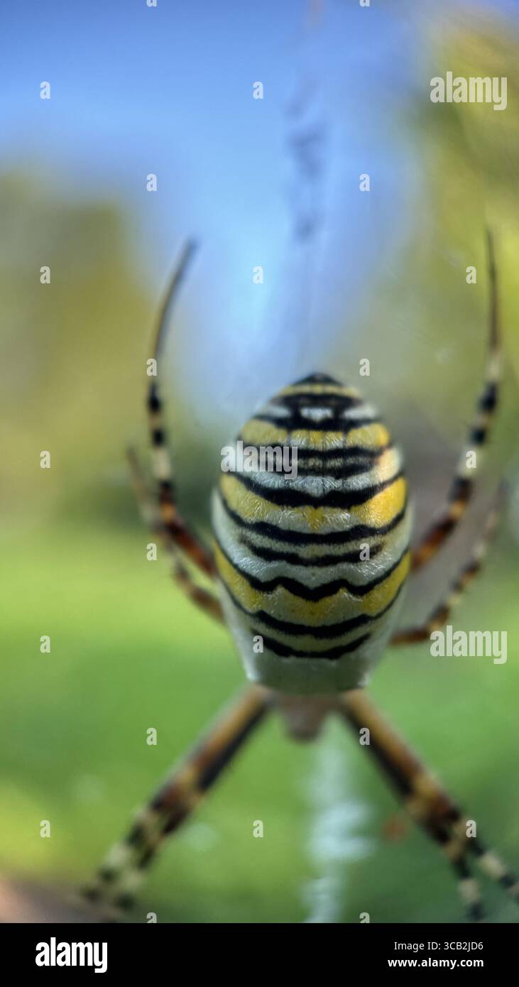 Un primo piano di ragno vespa argiope bruennichi. Fotografia macro - Immagine stock catturata con smartphone
