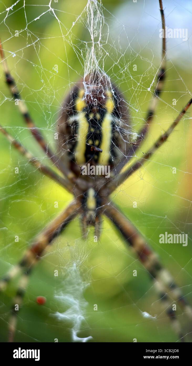 Un primo piano di ragno vespa argiope bruennichi. Fotografia macro - Immagine stock catturata con smartphone