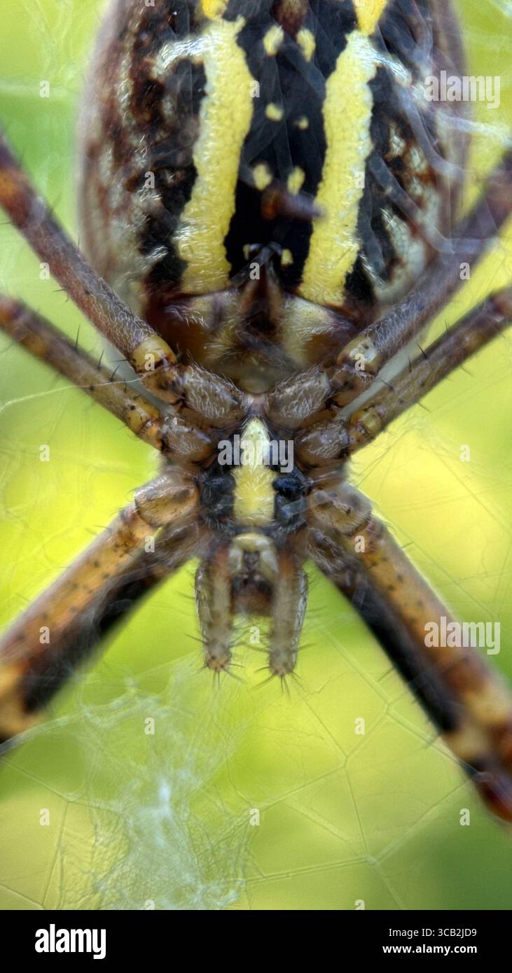 Un primo piano di ragno vespa argiope bruennichi. Fotografia macro - Immagine stock catturata con smartphone