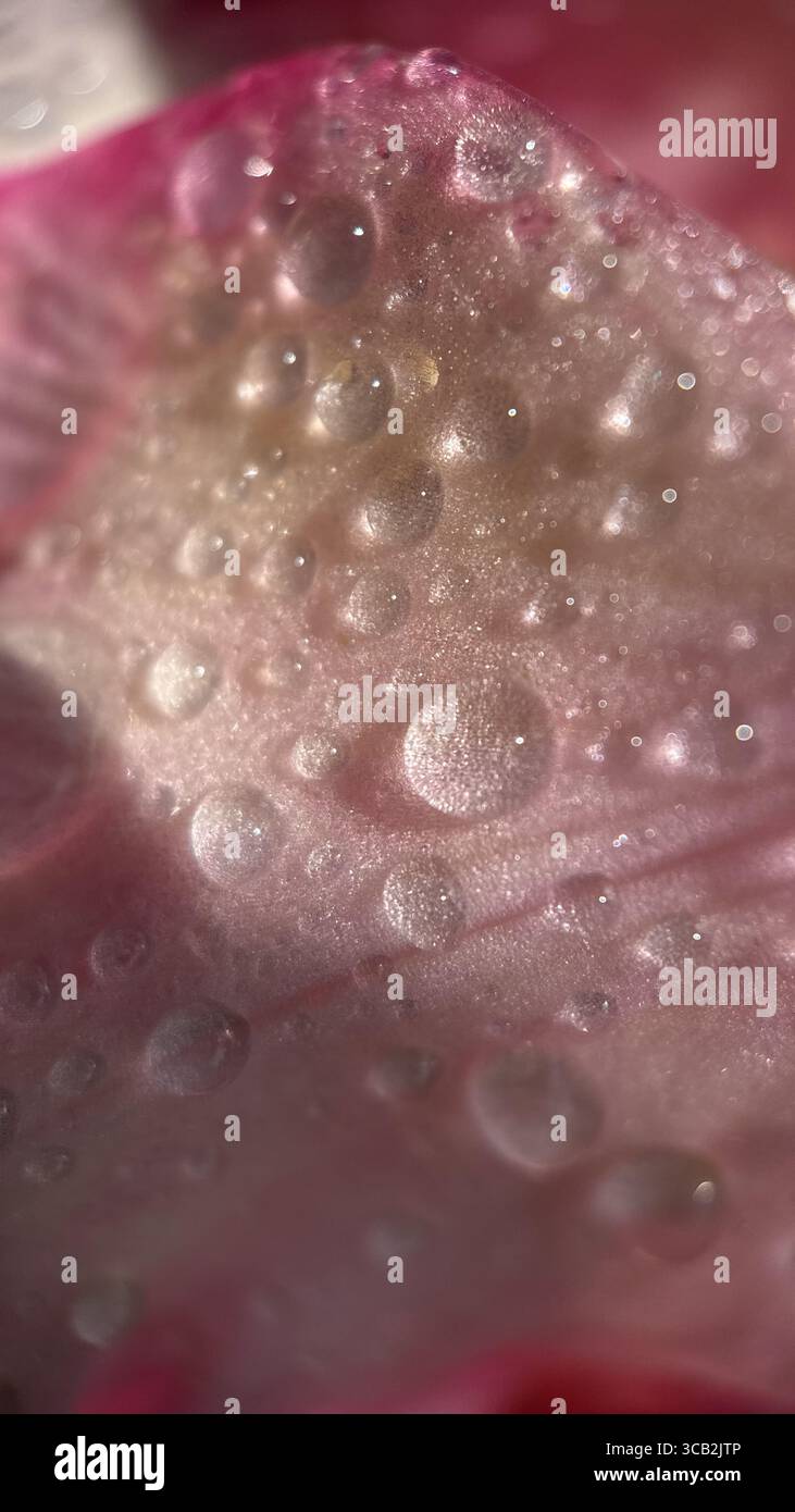Un primo piano di goccioline d'acqua al mattino. Fotografia macro - Immagine stock catturata con smartphone