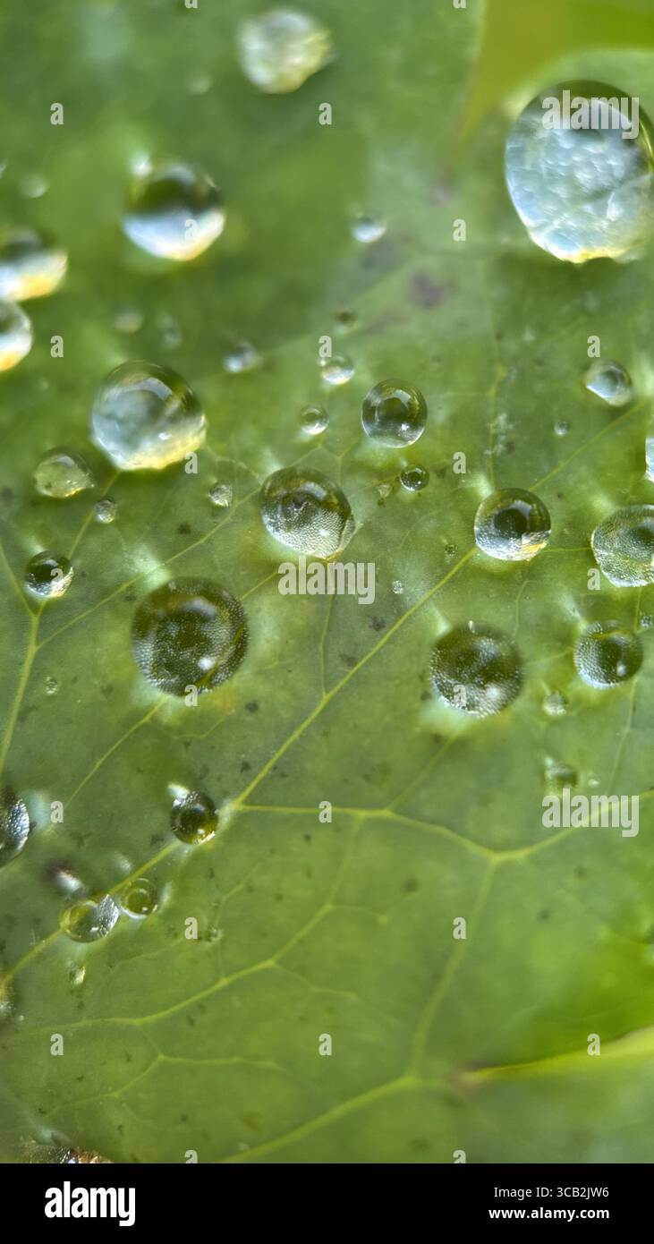 Un primo piano di goccioline d'acqua al mattino. Fotografia macro - Immagine stock catturata con smartphone