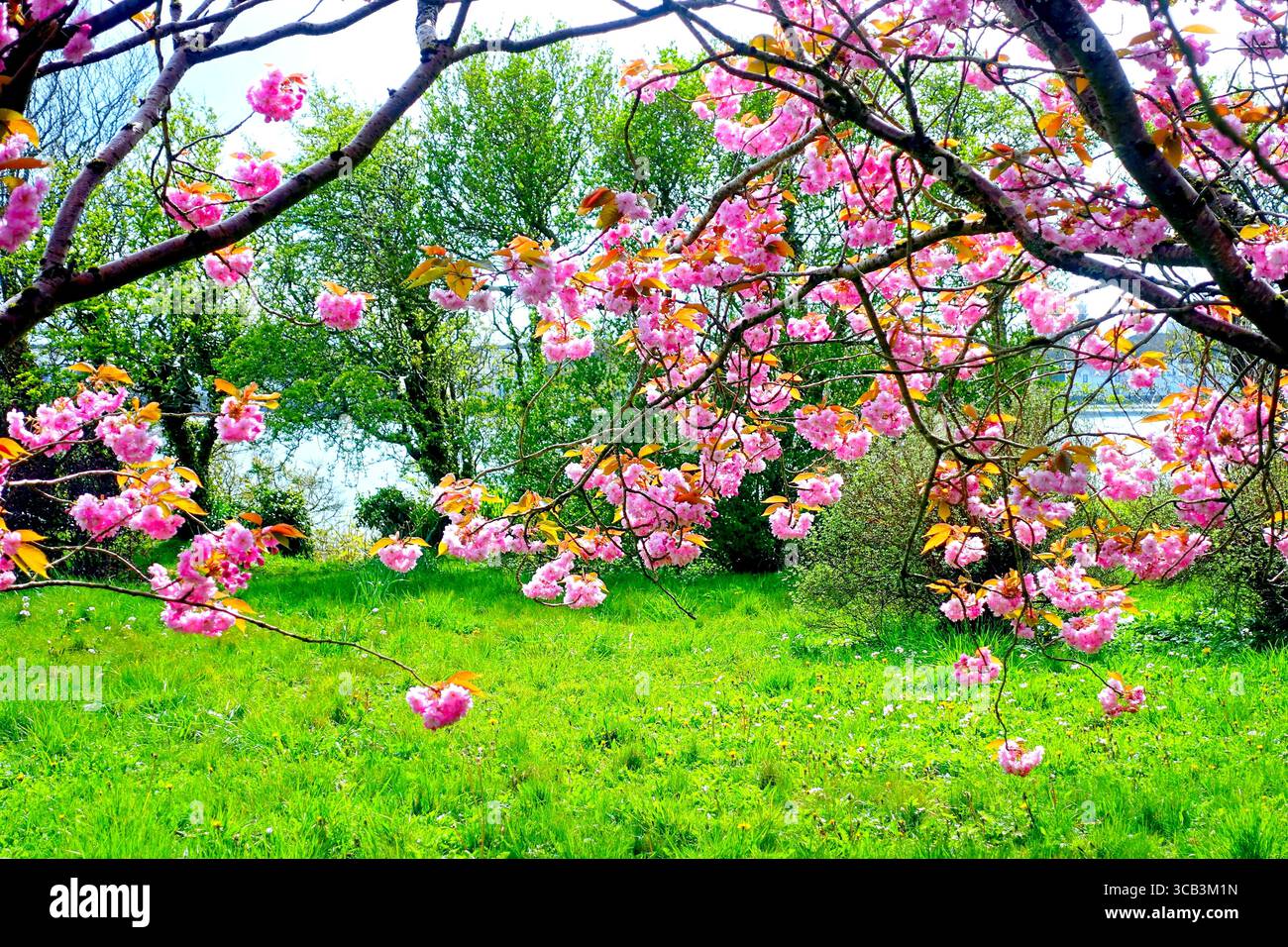 Rami di ciliegio fioriscono con vivaci fiori rosa contro la lussureggiante erba verde sull'isola di Islay in Scozia, Regno Unito Foto Stock