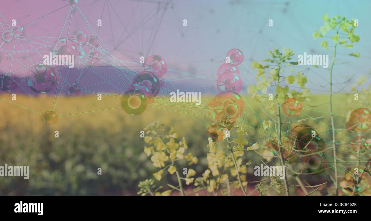 Con steli gialli in fiore che si innalzano in campo aperto sotto una sovrapposizione di rete traslucida, spazio di copia Foto Stock