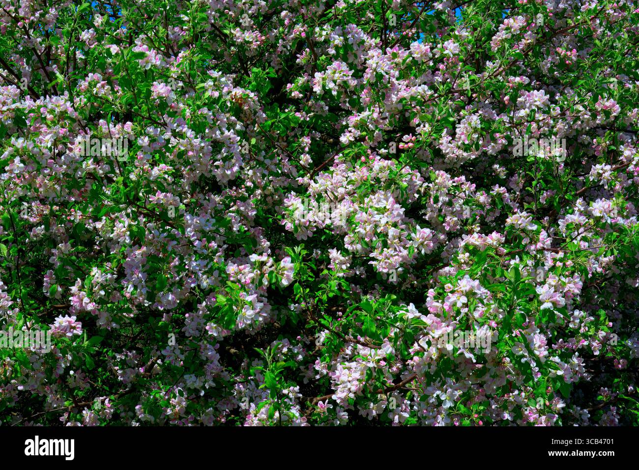 Un'immagine orizzontale a grandezza naturale di mele selvatiche in fiore su un albero nel parco provinciale di Beaumont sull'Isola del Principe Edoardo in Canada. Foto Stock