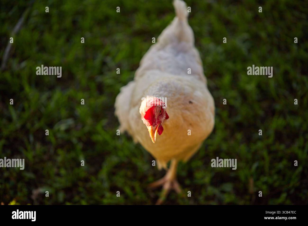 Polli da cortile per compensare l'alto costo delle uova! Foto Stock