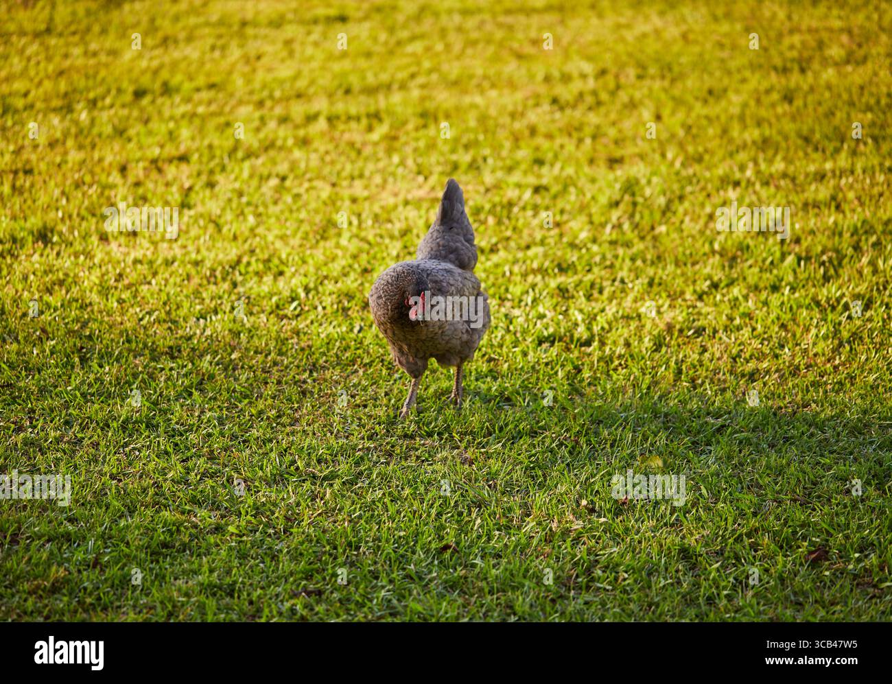 Polli da cortile per compensare l'alto costo delle uova! Foto Stock