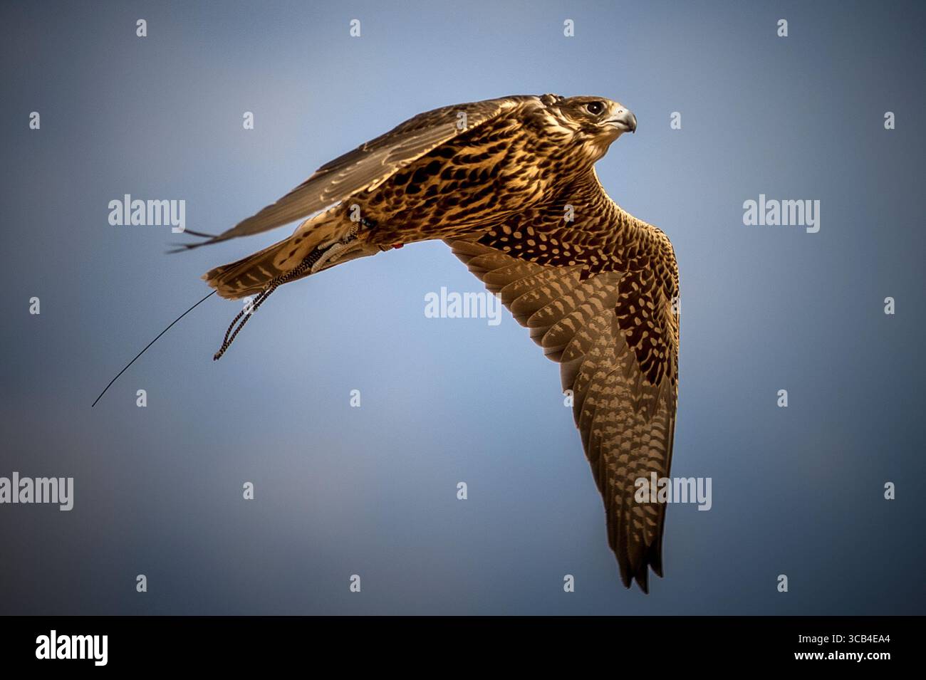 Falcon durante un addestramento di falconeria. Arabia Saudita Foto Stock