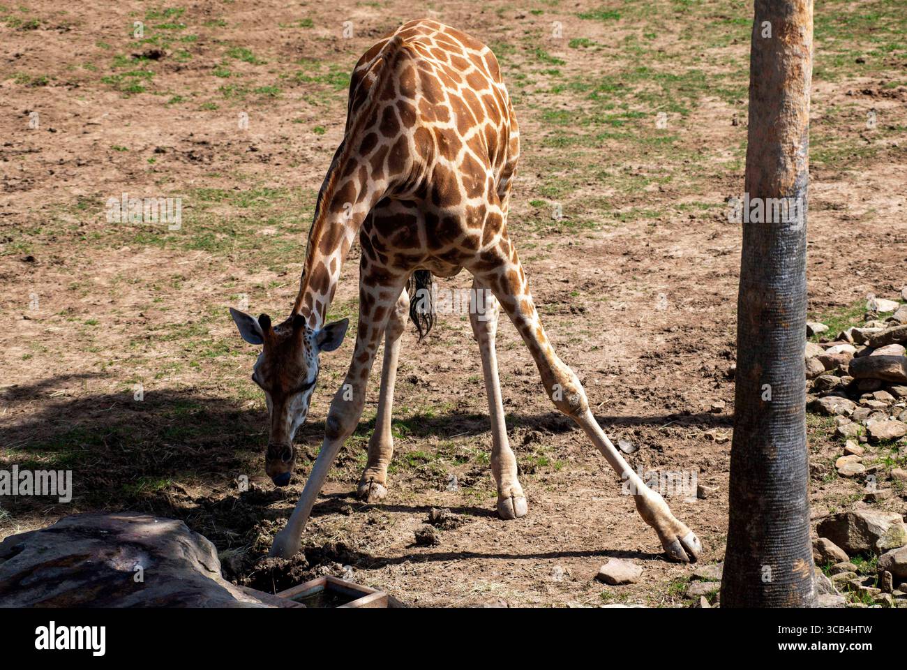 18 settembre 2022, Sydney, nuovo Galles del Sud, Australia: Giraffe (Giraffa camelopardalis) nello zoo di Sydney, nuovo Galles del Sud; Australia. La giraffa è un grande mammifero africano appartenente al genere Giraffa. Le giraffe sono gli animali terrestri viventi più alti del mondo. I maschi (tori) possono superare i 5,5 metri di altezza e le femmine più alte (mucche) sono di circa 4,5 metri. Con meno di 69.000 esemplari maturi rimasti in natura, le popolazioni di giraffe sono diminuite di quasi il 40% negli ultimi tre decenni a causa della perdita di habitat, disordini civili, bracconaggio e habitat causato dall'uomo Foto Stock