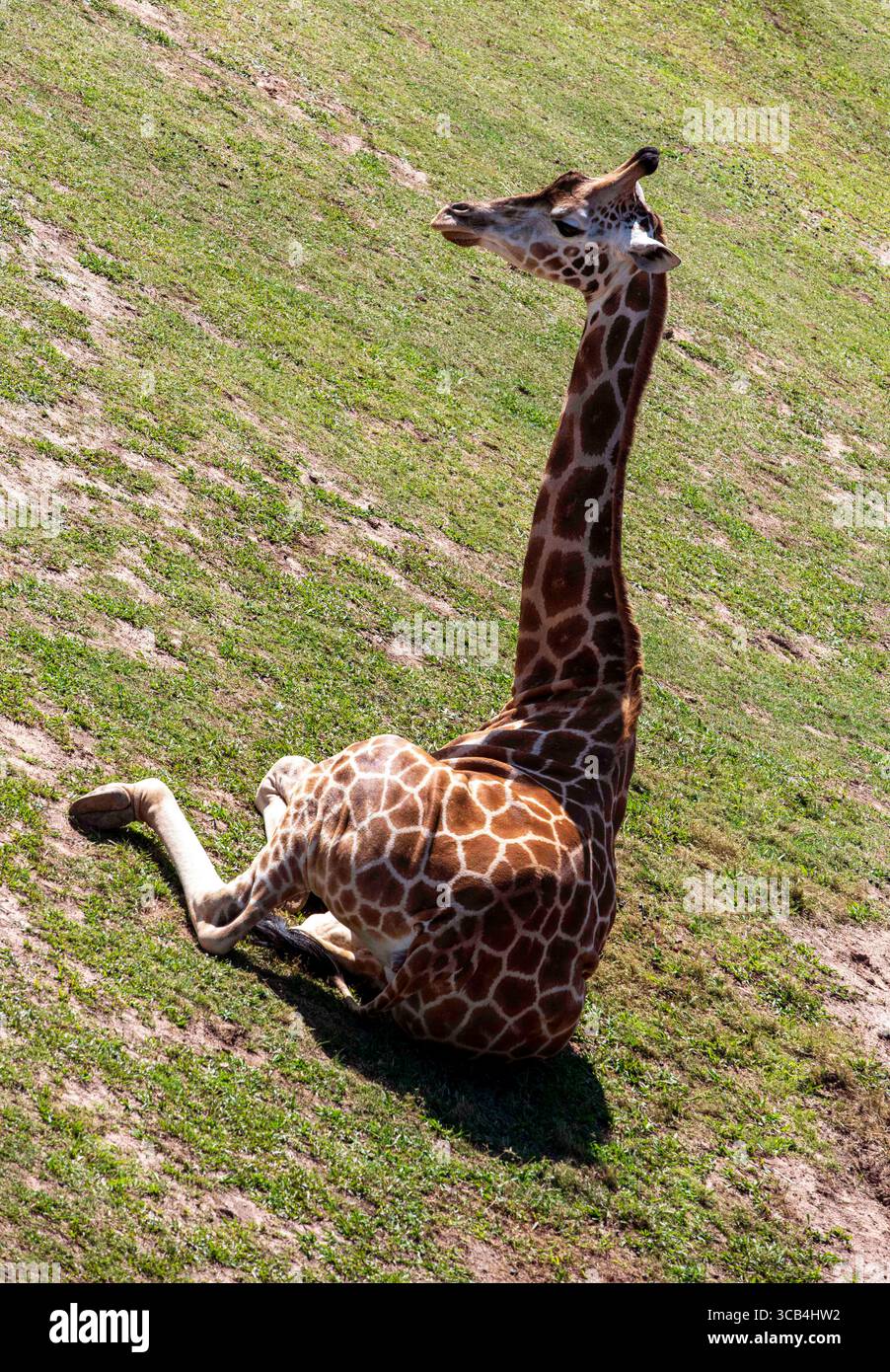 18 settembre 2022, Sydney, nuovo Galles del Sud, Australia: Giraffe (Giraffa camelopardalis) riposa nello zoo di Sydney a Sydney, nuovo Galles del Sud; Australia. La giraffa è un grande mammifero africano appartenente al genere Giraffa. Le giraffe sono gli animali terrestri viventi più alti del mondo. I maschi (tori) possono superare i 5,5 metri di altezza e le femmine più alte (mucche) sono di circa 4,5 metri. Con meno di 69.000 esemplari maturi rimasti in natura, le popolazioni di giraffe sono diminuite di quasi il 40% negli ultimi tre decenni a causa della perdita di habitat, dei disordini civili, del bracconaggio e delle h causate dall'uomo Foto Stock
