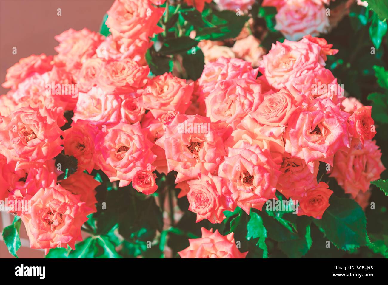 Vivace gruppo di rose arancioni, che mostra una profusione di fiori. Numerosi fiori delicati con intricati petali Foto Stock
