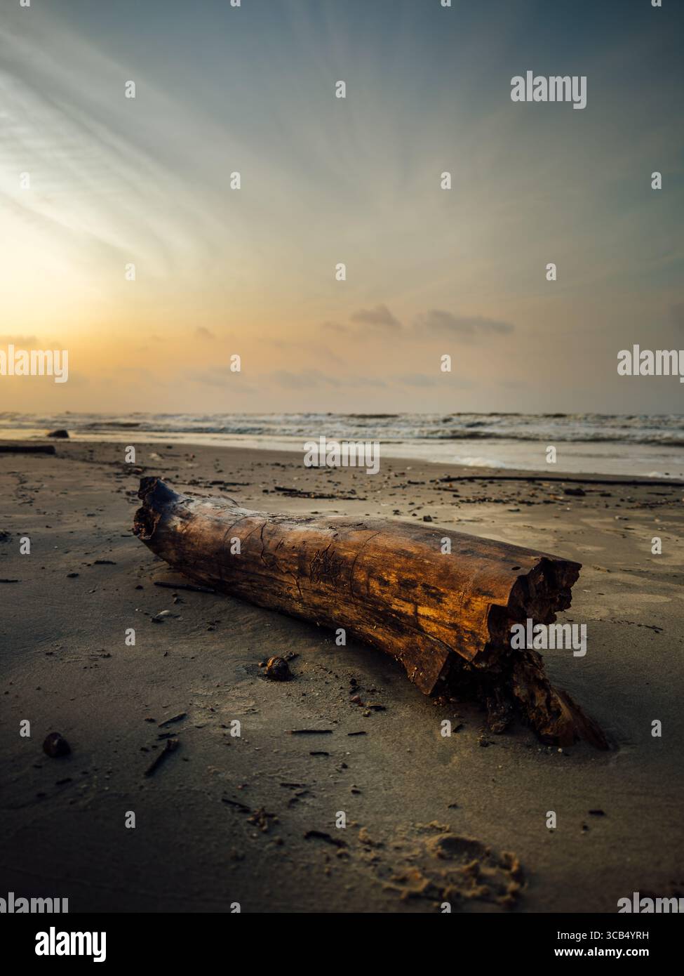 Driftwood sulla spiaggia di Galveston Foto Stock