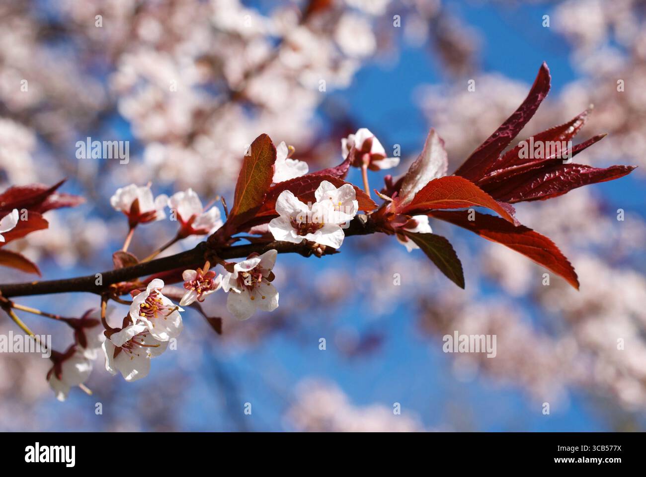 Apple tree blossoms Foto Stock