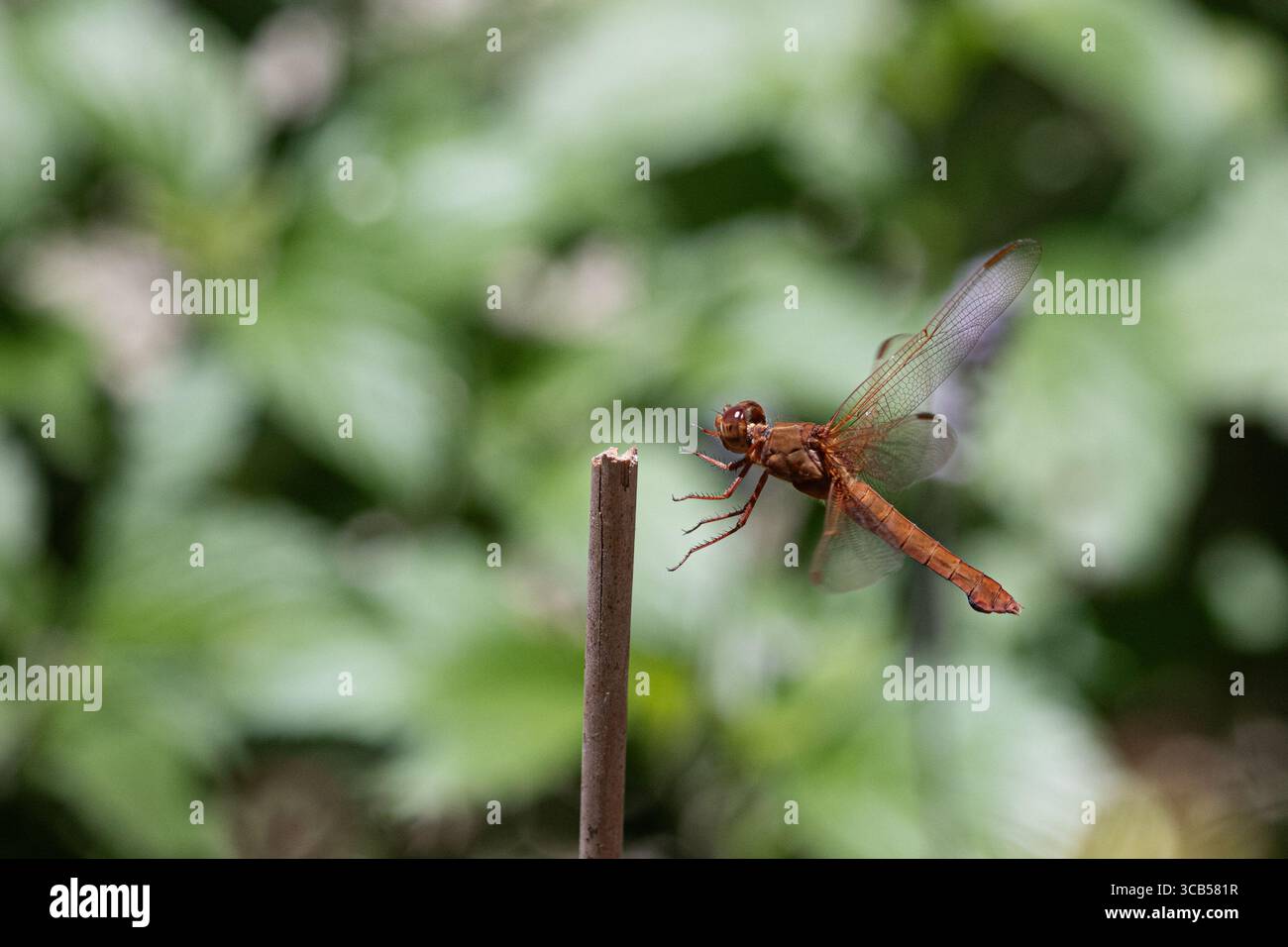Femmina skimmer di fiamma di libellula in volo noto anche come firecracker skimmer (Libellula saturata) nella contea di Orange in California. Foto Stock