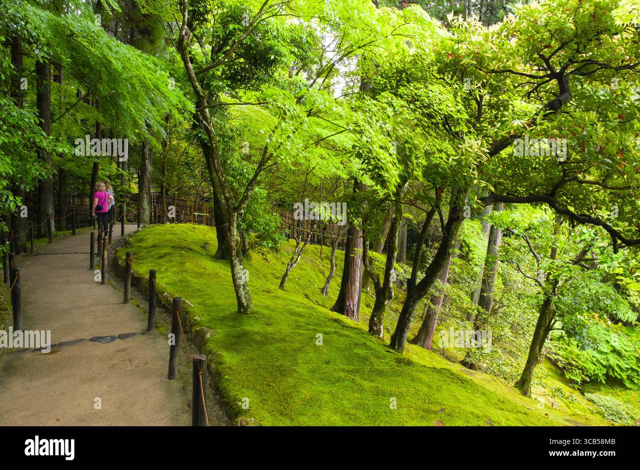 Una tranquilla passeggiata attraverso una lussureggiante foresta verde, che mostra vibranti sentieri coperti di muschio e alberi torreggianti, creando un'esperienza tranquilla e rinfrescante Foto Stock