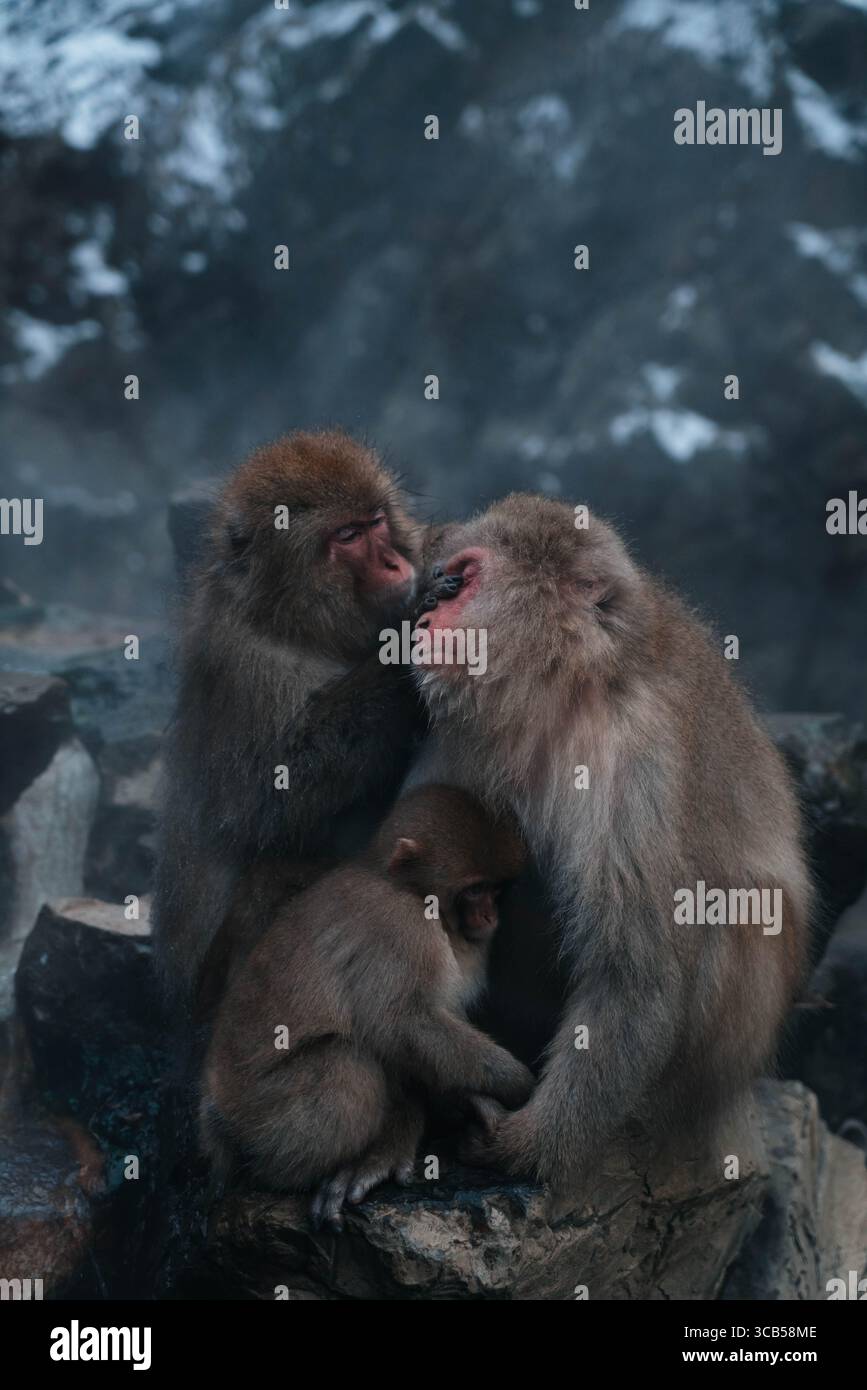 Le iconiche scimmie delle nevi del Giappone, Nagano, Giappone Foto Stock