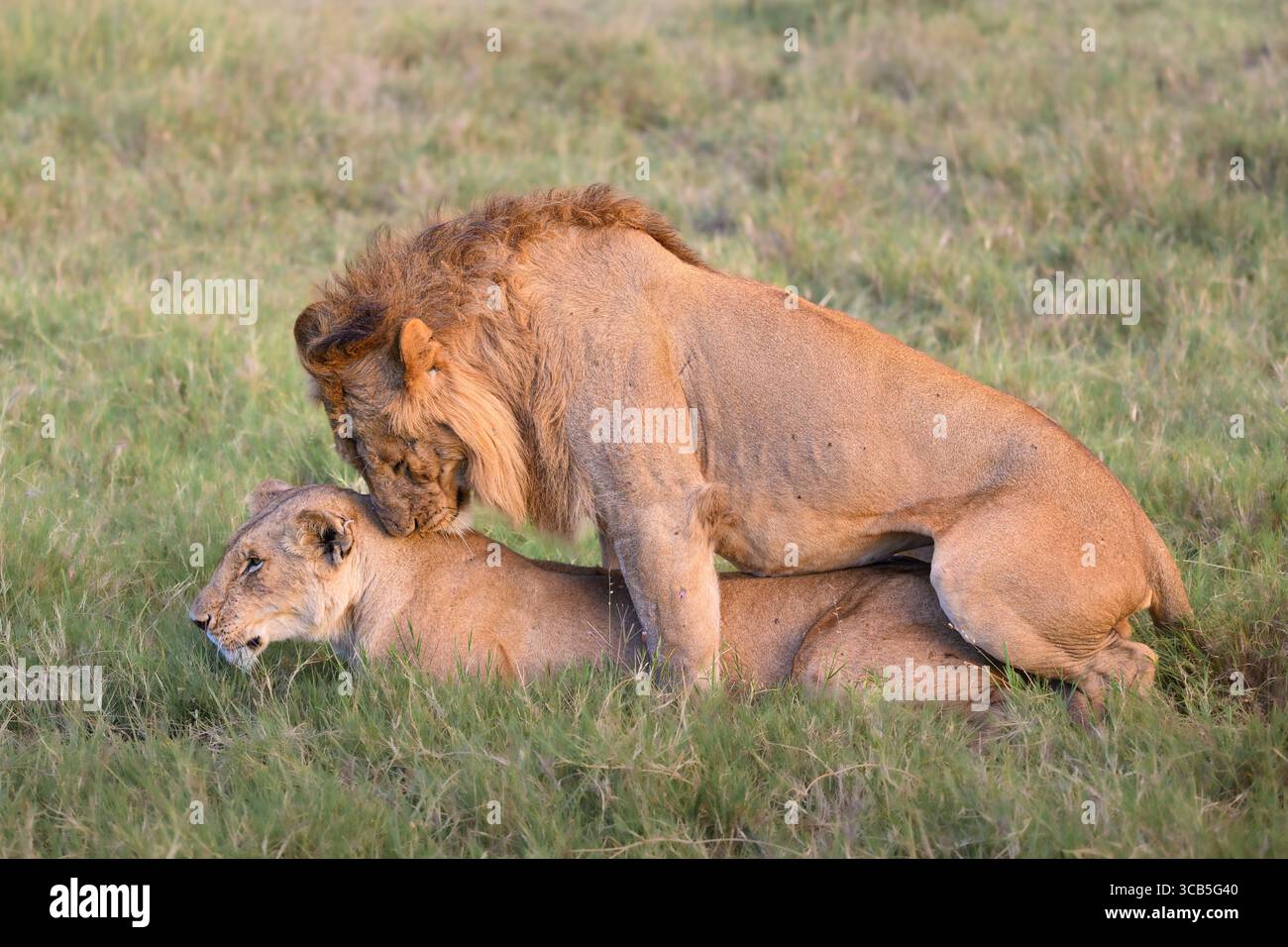 Coppia di leoni (Panthera leo) accoppiati nelle praterie di Olare Motorogi Conservancy, Kenya. Foto Stock