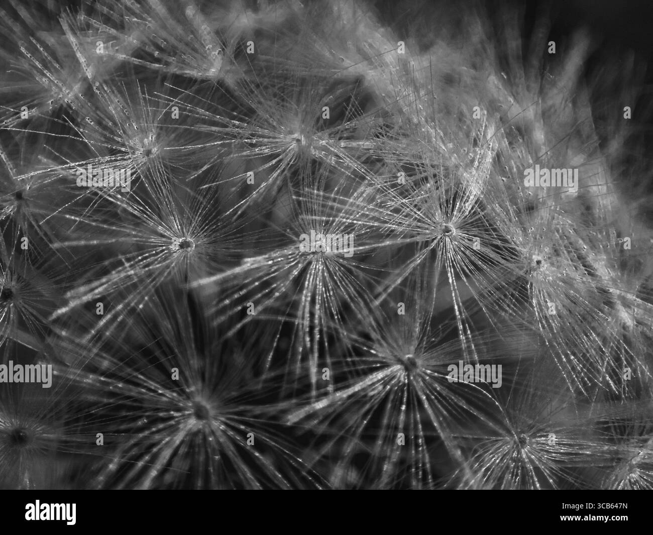 Tarassaco close up Foto Stock