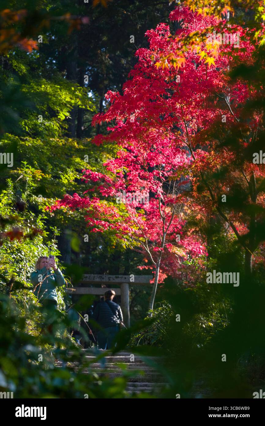Un suggestivo e vibrante albero d'acero rosso sorge illuminato dalla luce del sole in un tranquillo giardino, circondato da fitte foglie verdi, Kyoto, Giappone Foto Stock