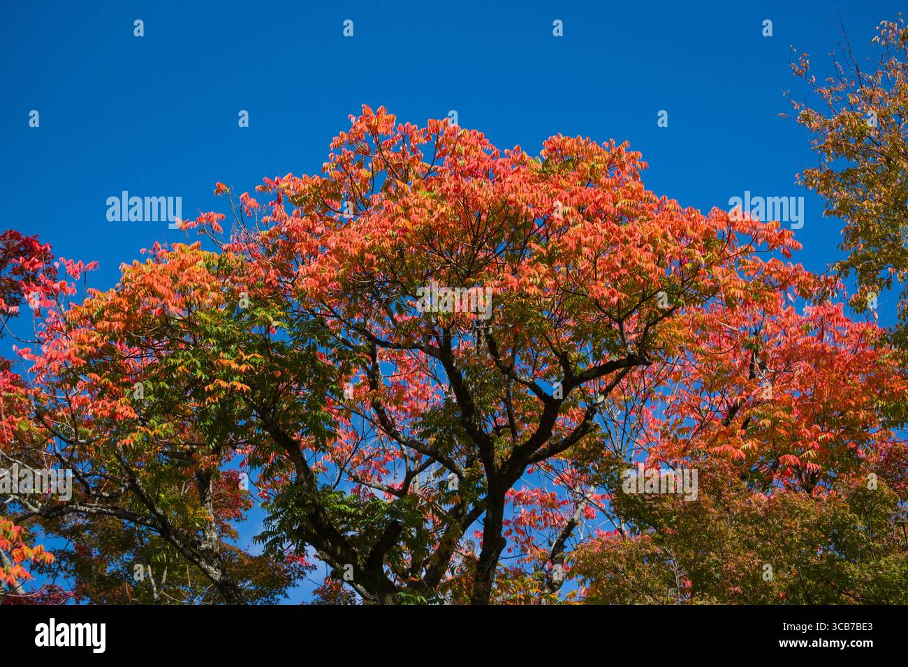 Le foglie autunnali di colore rosso brillante mostrano la massima bellezza stagionale su un albero, contrastando in modo vivace con un cielo blu profondo sotto l'abbondante luce del sole. Kiyomizu-dera, Kyoto Foto Stock