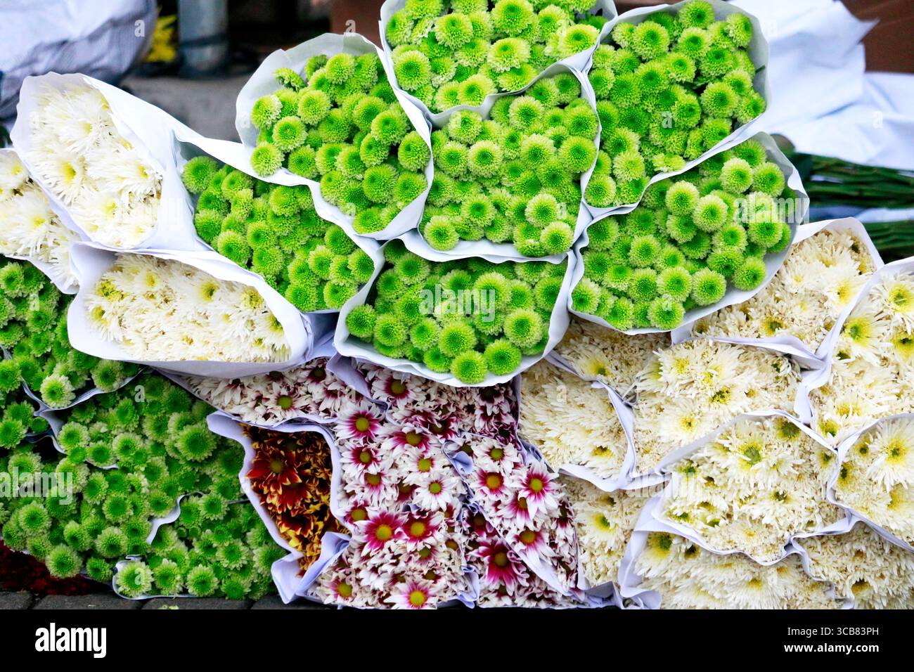 I crisantemi si trovano facilmente in molti paesi. Sono disponibili in una varietà di colori, tra cui bianco, giallo, rosa, viola, e molto altro ancora. Foto Stock