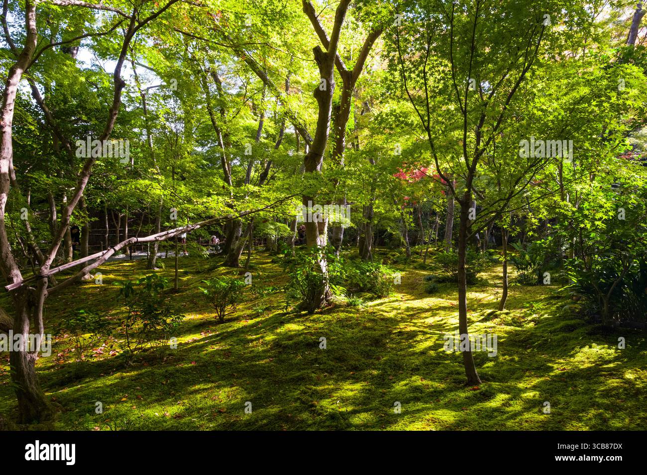 Un'invitante foresta verde sotto la luce del sole, caratterizzata da terreno vivace e vegetazione fresca, che irradia tranquillità. Tempio buddista Giōji, Sagato Foto Stock