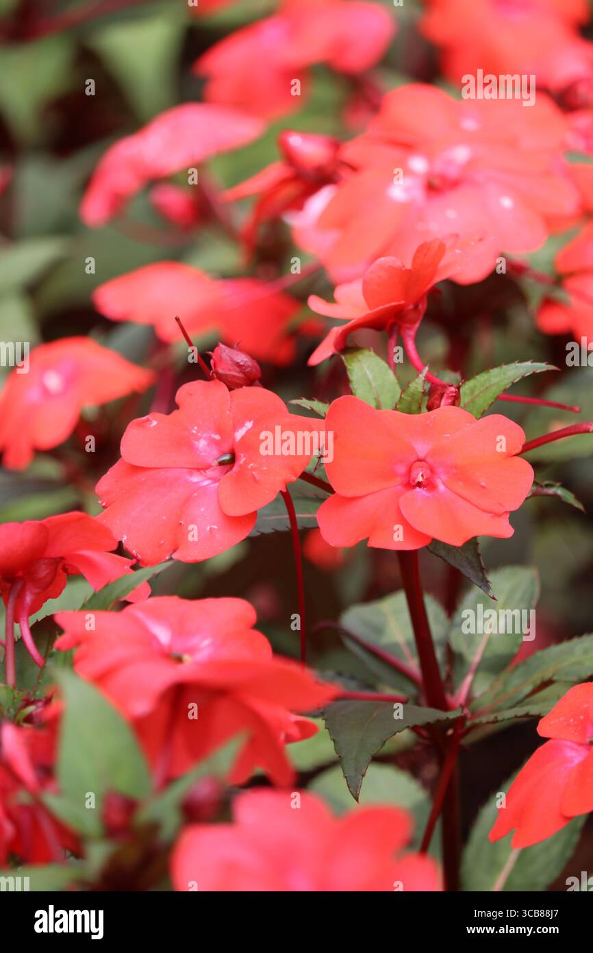 Celebration Icy Blue New Guinea Impatiens è una densa erbacea annuale con una forma montuosa. La sua consistenza media si fonde con il giardino. Foto Stock