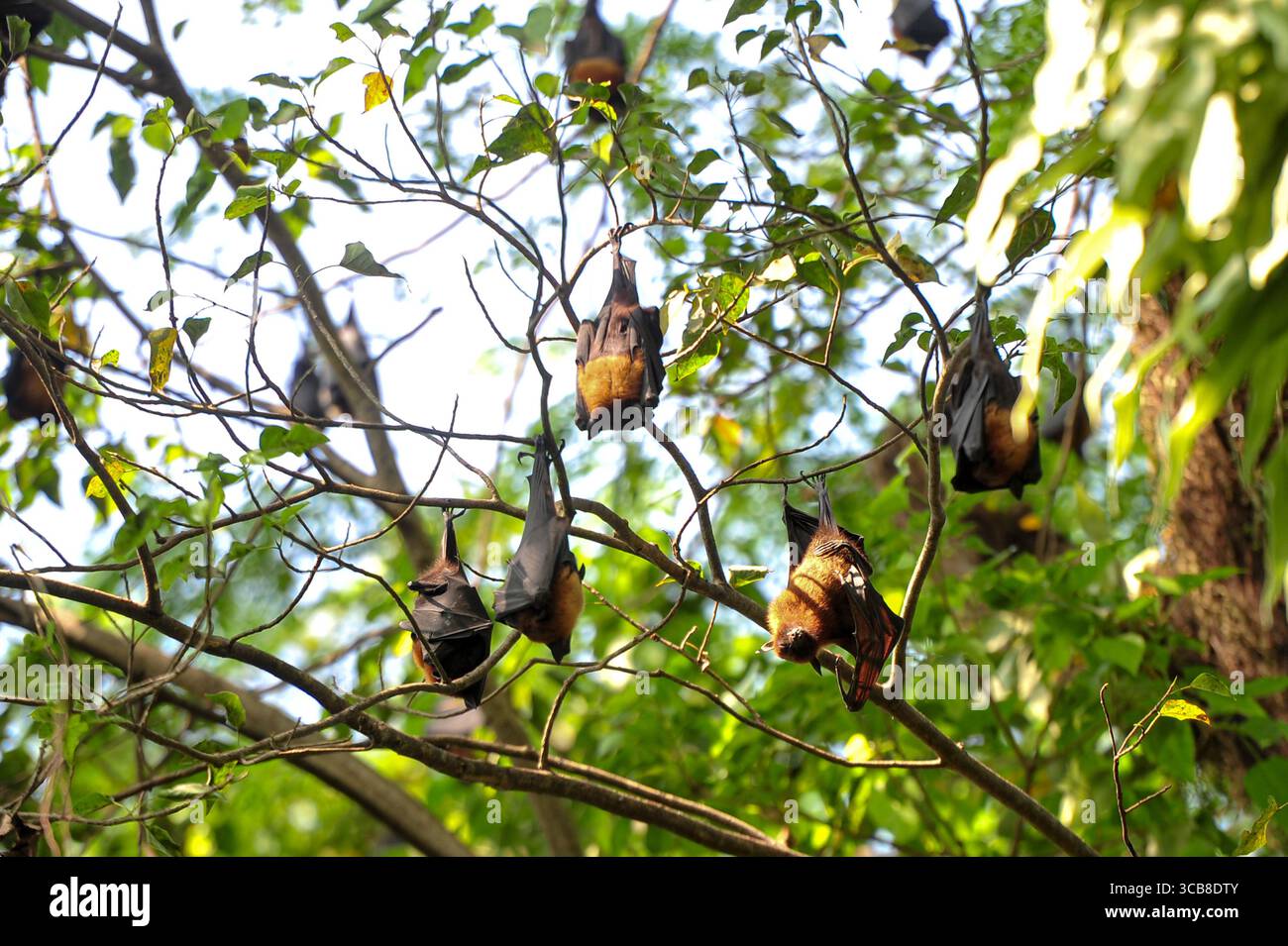 6 novembre 2023: Sylhet-Bangladesh: I pipistrelli sono appesi al ramo dell'albero alla luce del giorno nel Sylhet, del Bangladesh. I pipistrelli sono accusati di infezione da virus Nipah è una malattia zoonotica emergente che si diffonde da animale a umano. I pipistrelli della frutta sono uno dei portatori del virus Nipah che viene trasmesso dai pipistrelli ad altri animali principalmente attraverso i fluidi corporei. Nel 2018 lo scoppio di Nipah nello stato indiano del Kerala ha causato 17 vittime. Ha infatti aperto Pandoraâ box esponendo il ruolo del pubblico in generale, del dipartimento sanitario e dei social media e così via. Il rilevamento precoce e il ben oliato Foto Stock