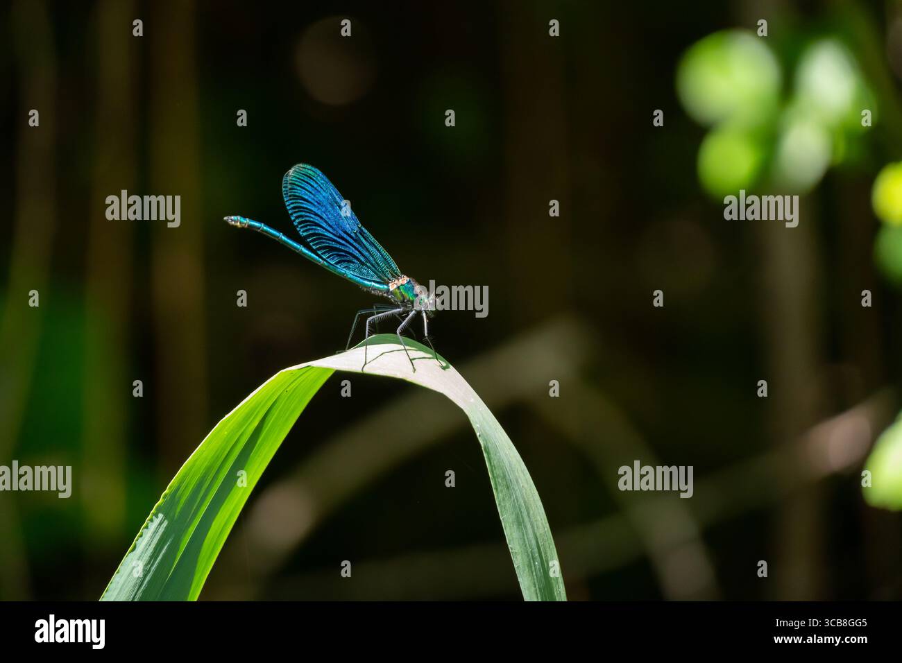 Blue Dragonfly che riposa su Green Leaf Foto Stock