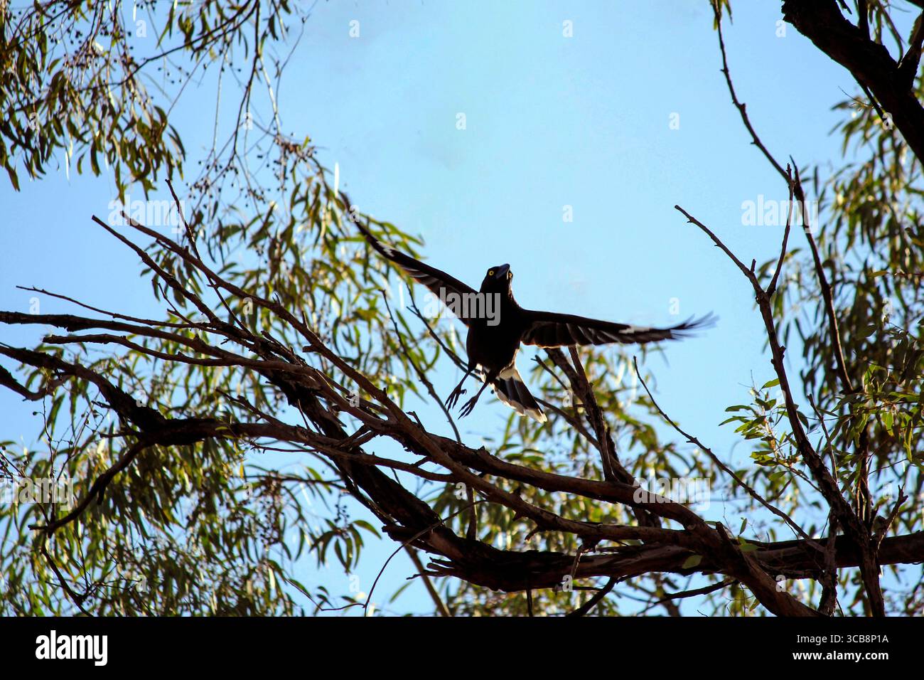 9 agosto 2020, Sydney, nuovo Galles del Sud, Australia: Australian Pied Currawong (Strepera graculina) decollo da un ramo di albero a Sydney, nuovo Galles del Sud, Australia. Il currawong pied è un uccello passerino nero originario dell'Australia orientale e dell'isola di Lord Howe. Una delle tre specie di currawong del genere Strepera, è strettamente imparentata con i butcherbirds e i magpie australiani della famiglia Artamidae. I Currawong Pied sono grandi, per lo più uccelli neri, con occhi gialli luminosi e. piccole macchie di bianco sotto la coda e sulle punte e sulla base delle piume della coda. (Immagine di credito: © Tara Malhotra Foto Stock