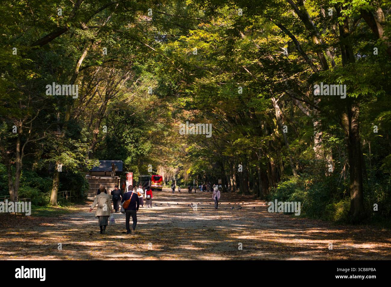 Tranquillo sentiero della foresta di Tadasu-no-Mori pieno di luce soffusa e tettoie frondose, mentre la gente passeggiava nella natura, godendosi il rilassato bancomat Foto Stock
