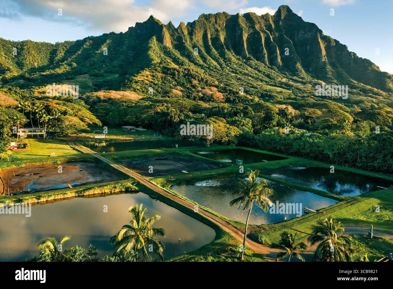 7 marzo 2019, Kaneohe, Hawaii, Stati Uniti: La fattoria di gamberi al Kualoa Ranch a Kaneohe, Oahu. 7 marzo 2019. (Immagine di credito: © PF Bentley/ZUMA Press Wire) Foto Stock
