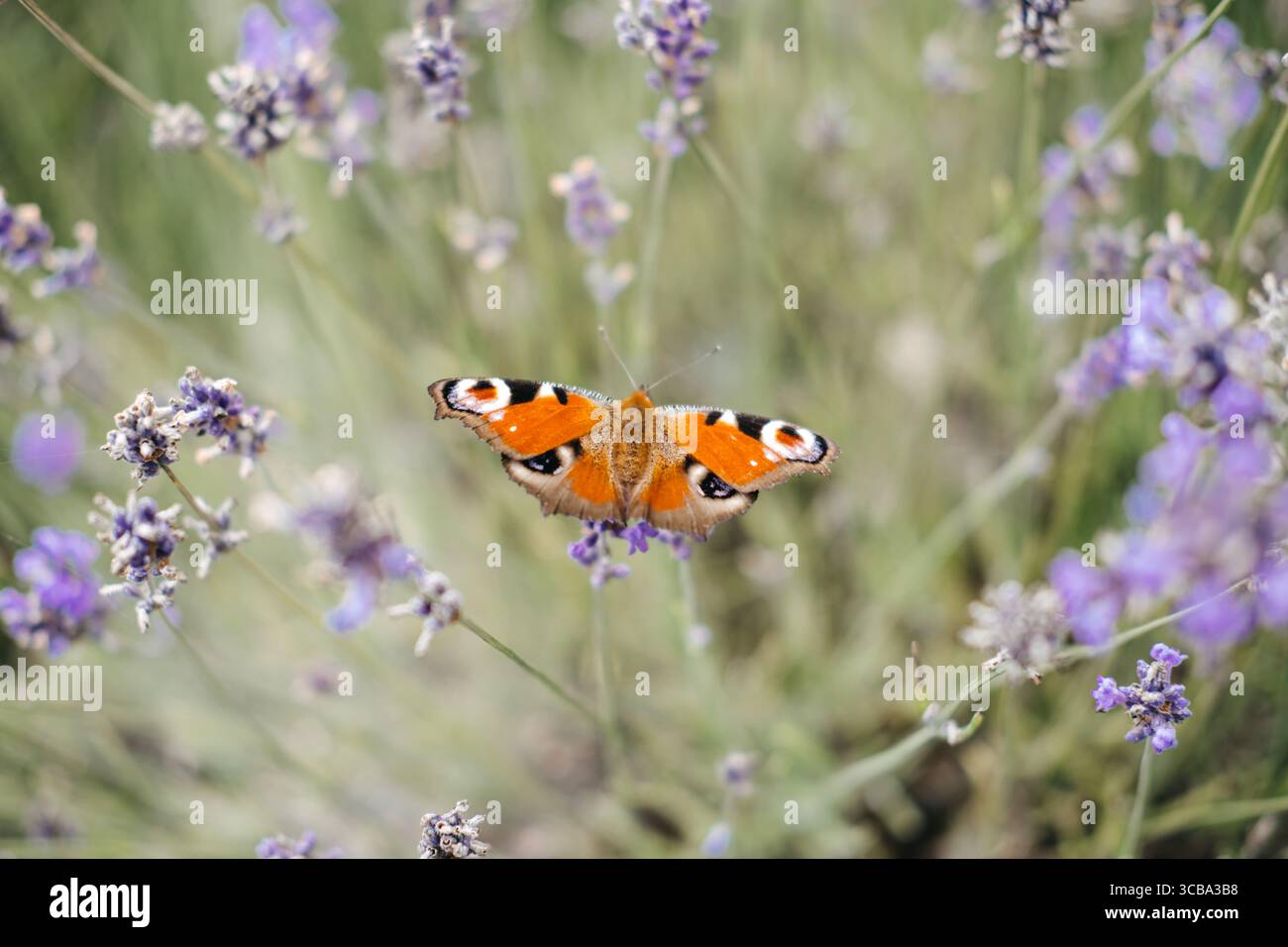 Una farfalla arancione con sorprendenti motivi per gli occhi sulle ali si appoggia sulla lavanda fiorita in un campo floreale. Conservazione delle farfalle, giardini di impollinatori Foto Stock