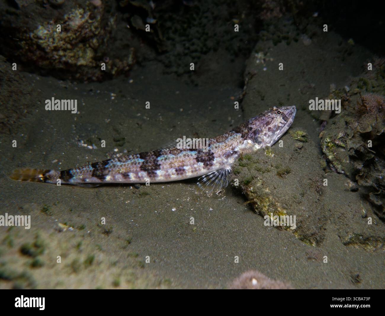 Pesce lucertola da Cipro Foto Stock