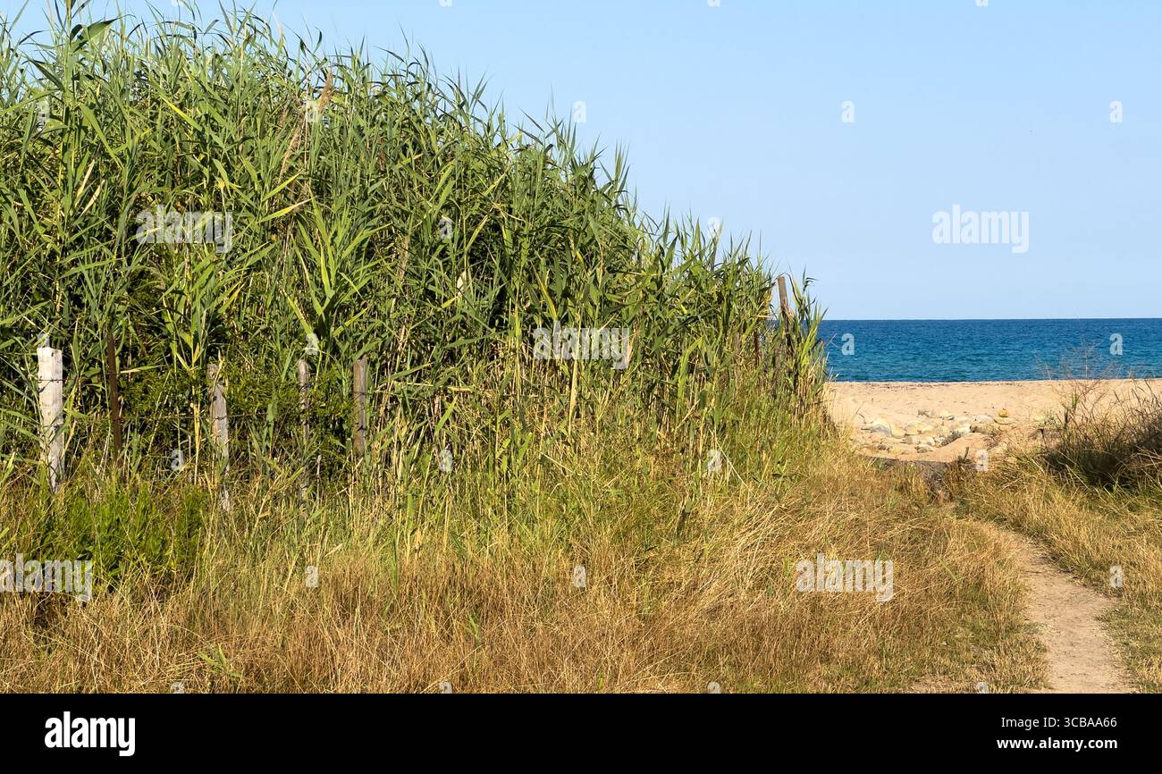 Erba sulla spiaggia con sentiero di sabbia Corsica Island francia Foto Stock