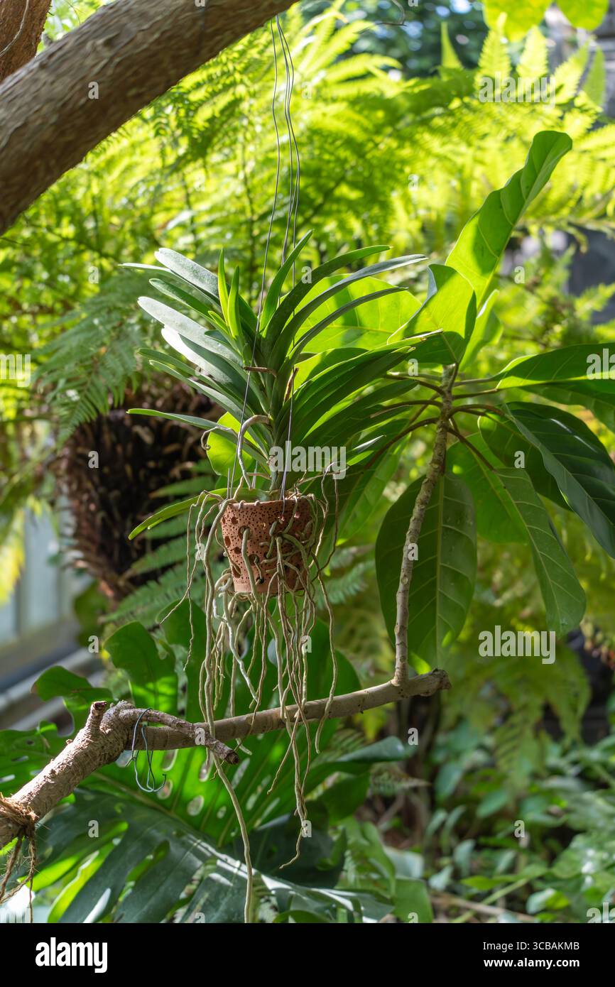 Vanda Orchid in un cesto sospeso. Un'orchidea Vanda è appesa a un ramo in un vaso di argilla perforato con lunghe radici aeree. Sullo sfondo, verde lussureggiante fe Foto Stock