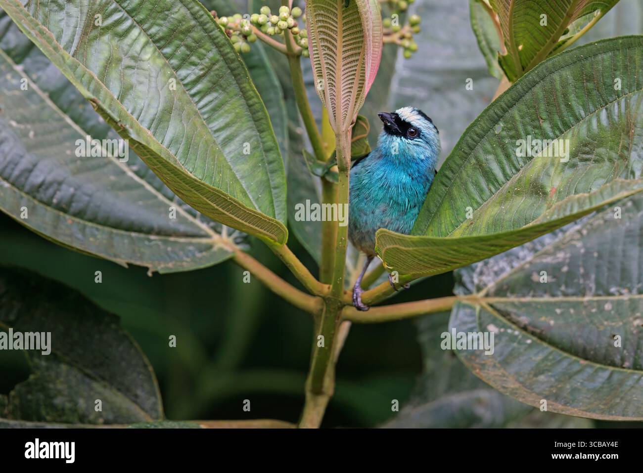 Tanager verde metallizzato, Chincaque Natural Park, Colombia, ottobre 2022 Foto Stock