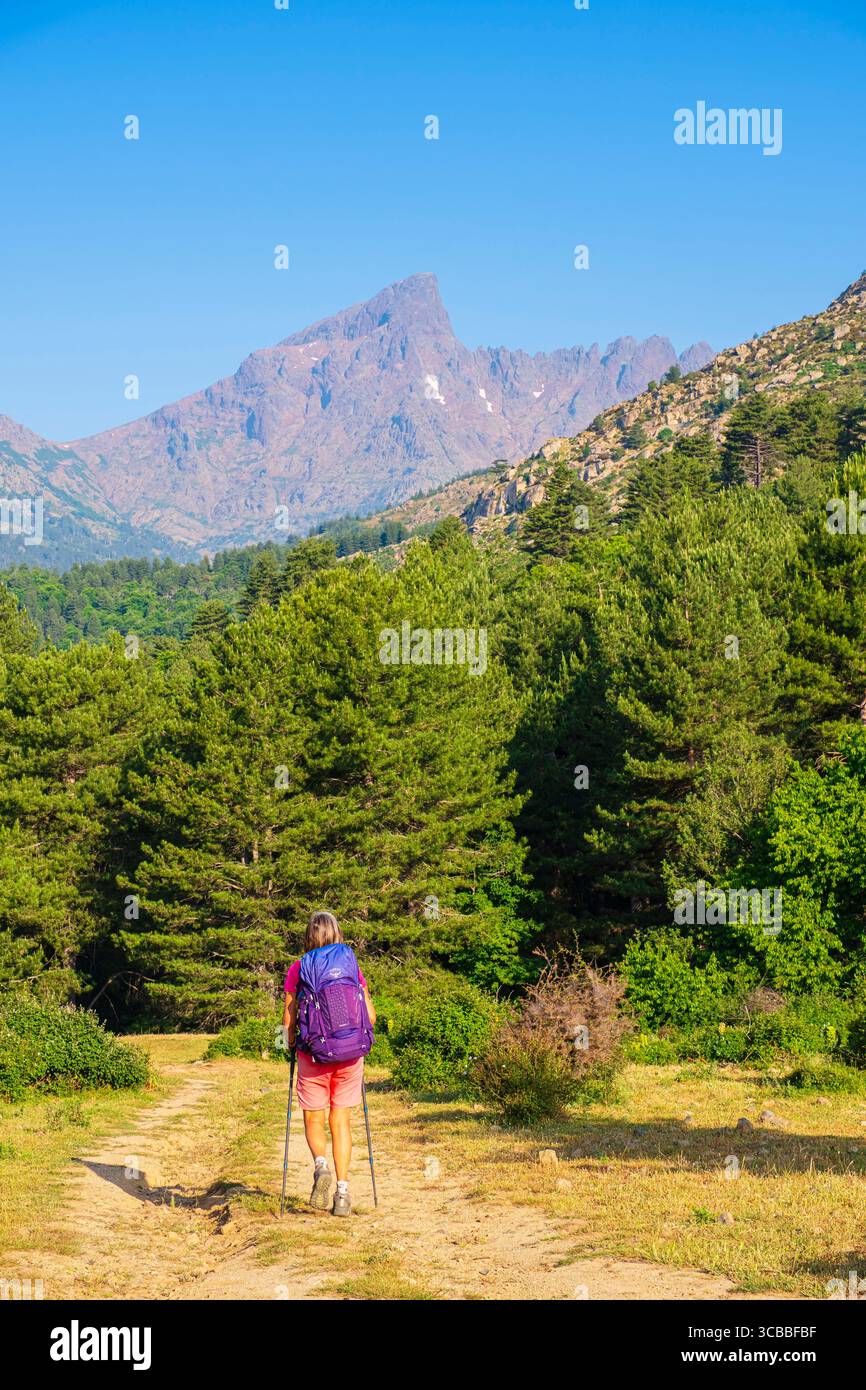 Francia, alta Corse, Parco naturale regionale della Corsica, Albertacce, escursione verso passo Vergio sul sentiero Mare a Mare Nord che collega Moriani-Plage a Cargese, paglia Orba (alt : 2525 m) sullo sfondo Foto Stock