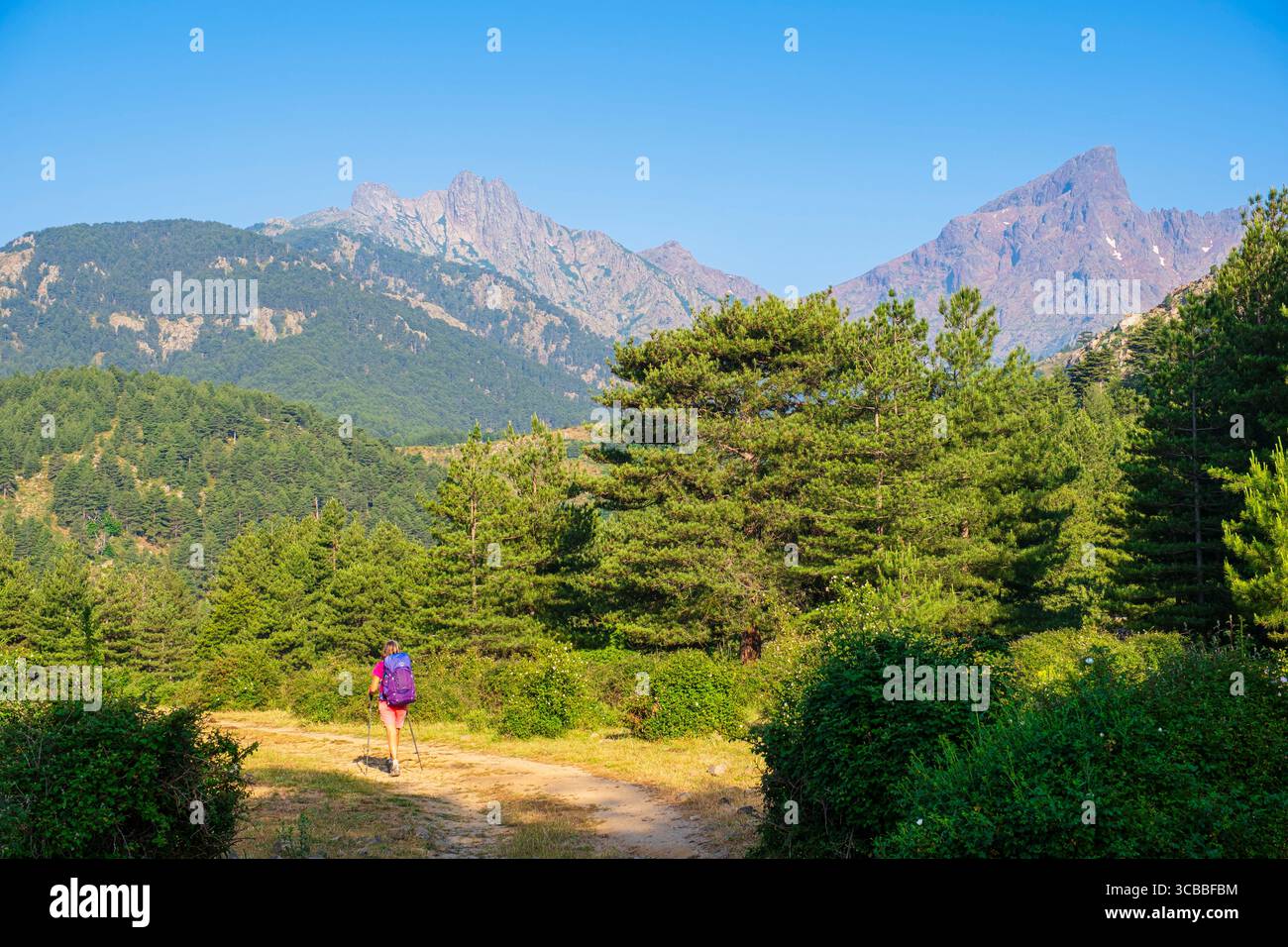 Francia, alta Corse, Parco naturale regionale della Corsica, Albertacce, escursione verso passo Vergio sul sentiero Mare a Mare Nord che collega Moriani-Plage a Cargese, paglia Orba (alt : 2525 m) sullo sfondo Foto Stock